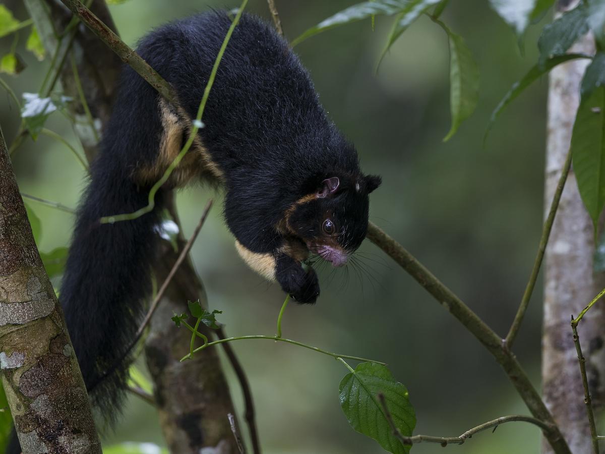 Sinharaja Forest Edge Deniyaya Bagian luar foto