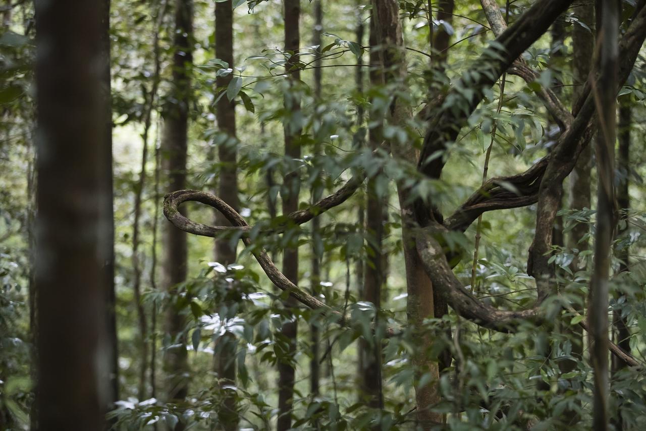 Sinharaja Forest Edge Deniyaya Bagian luar foto